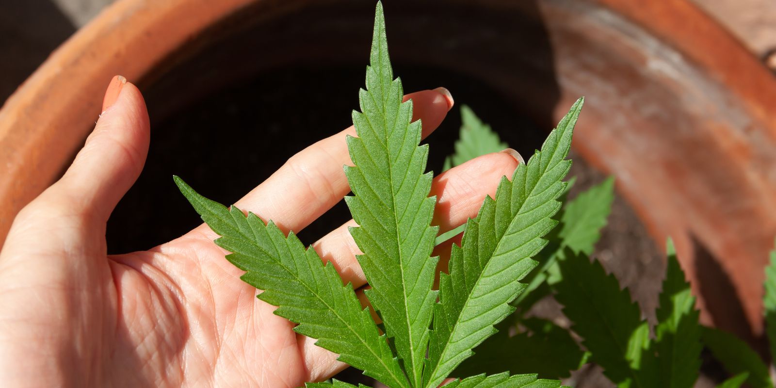 Anvisa discute nesta quarta regras para a produção de cannabis no país