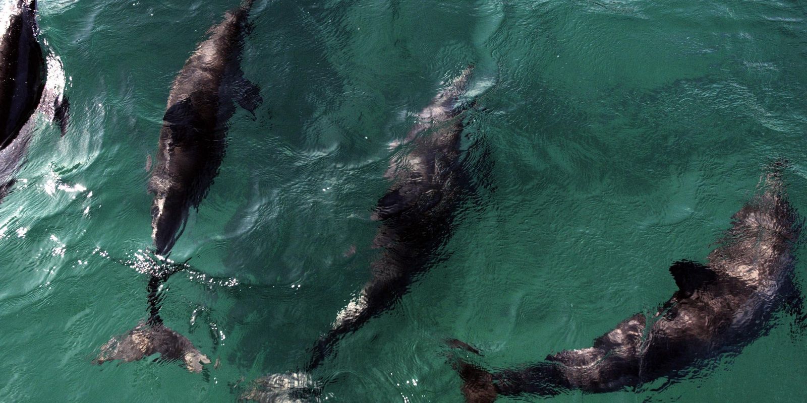 Acordo reforça proteção a golfinhos na Praia de Pipa