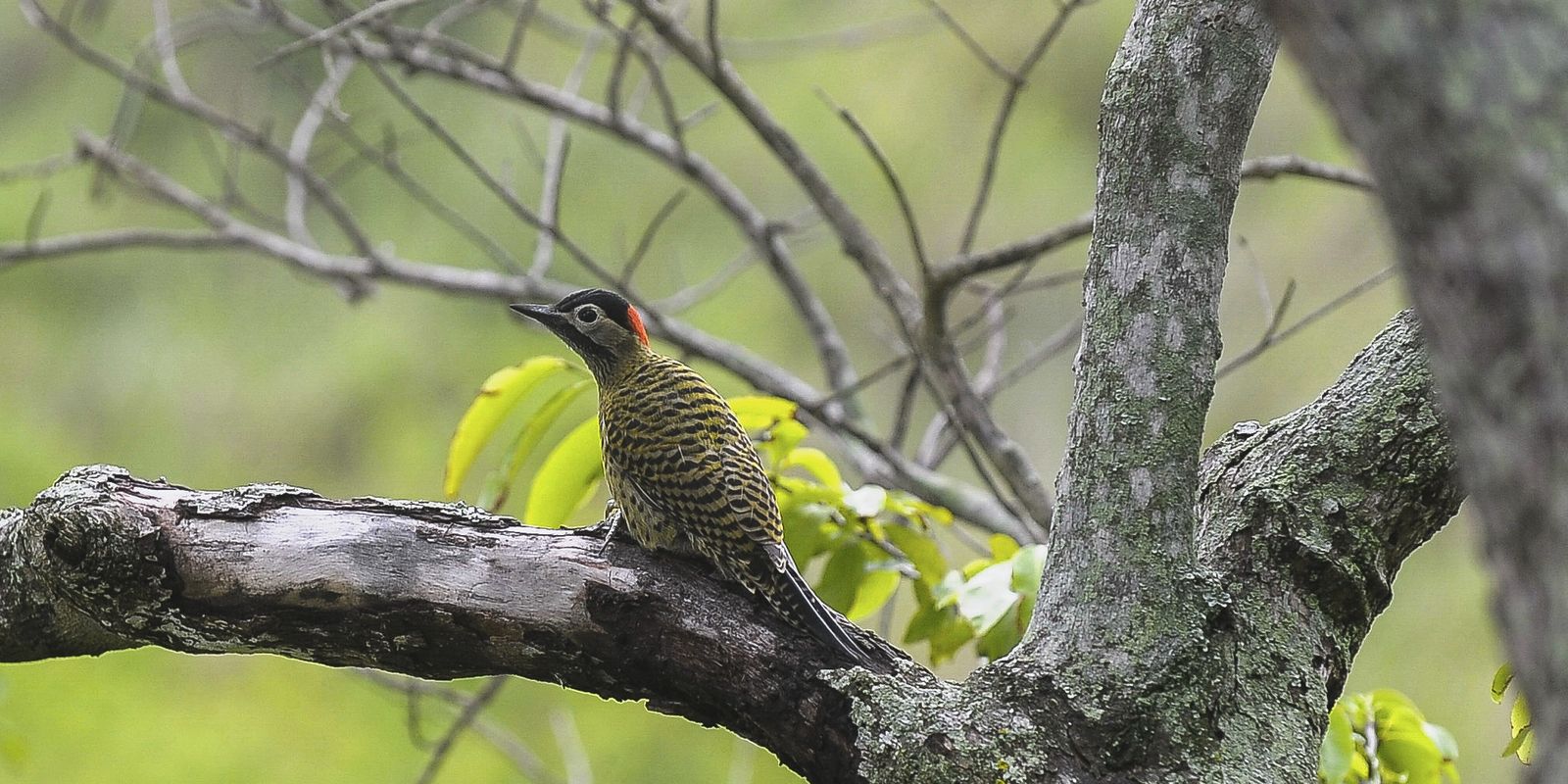 Brasil sedia conferência mundial de conservação de animais silvestres