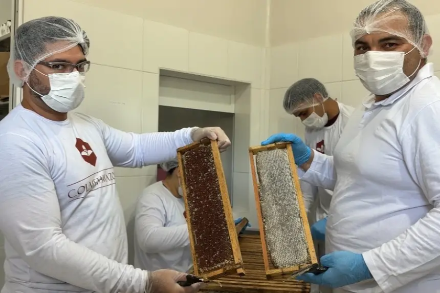Mel produzido no Amapá começa a ganhar força como símbolo de qualidade e resistência