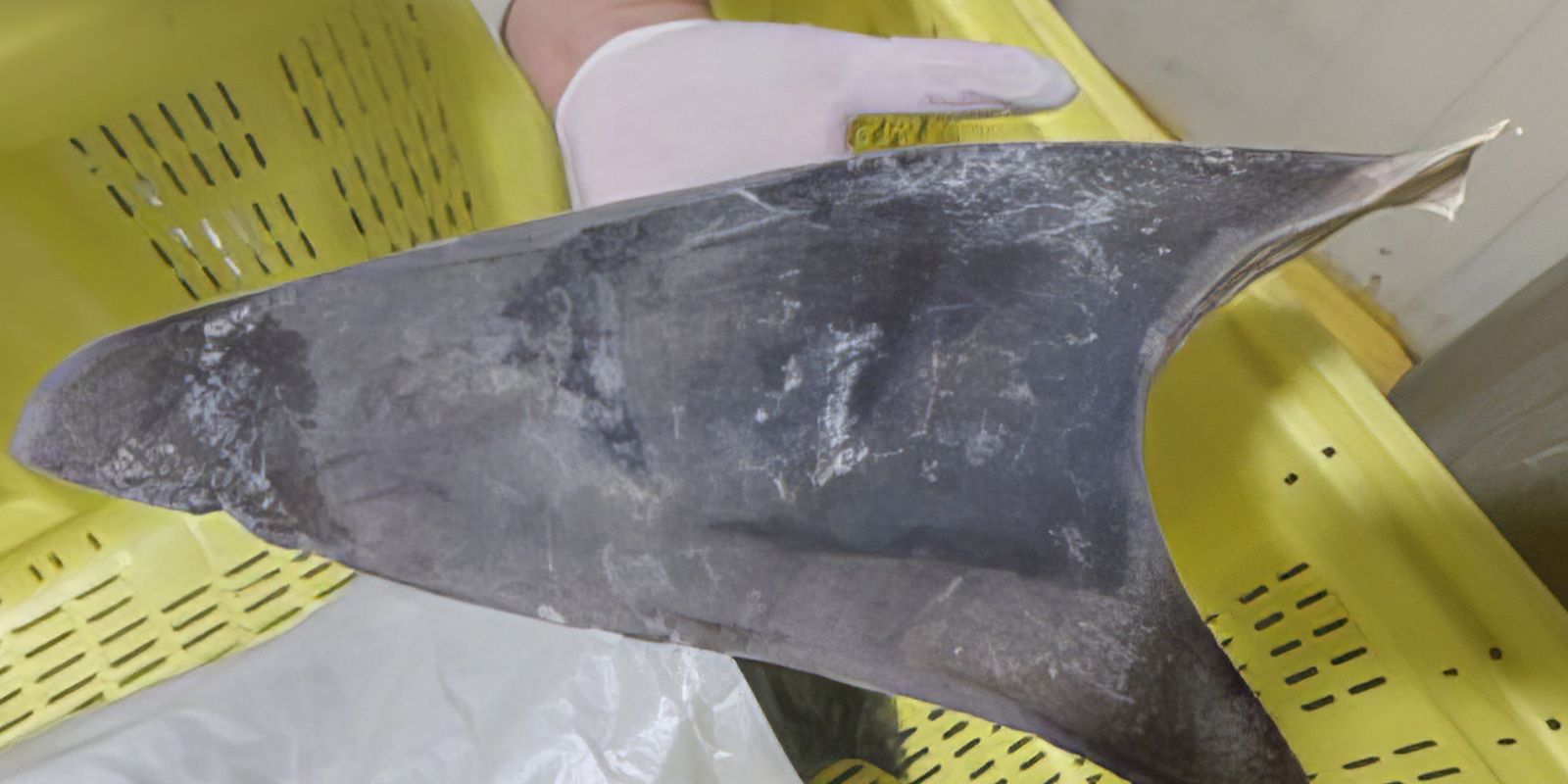 Ibama restringe comércio internacional de tubarão-azul