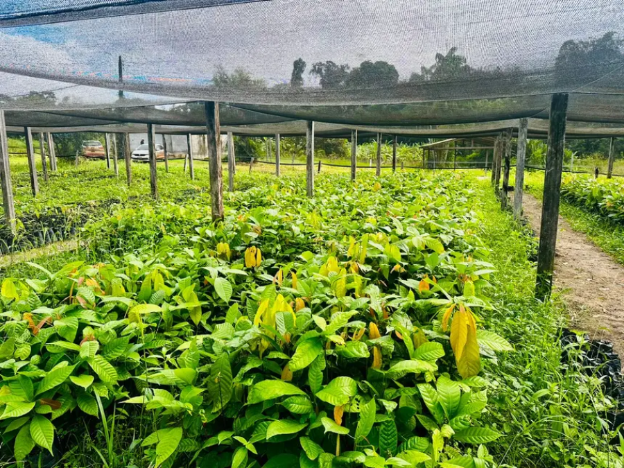 Governo do Amapá entrega 18 mil mudas de cacau para fortalecer agricultura familiar em Pedra Branca do Amapari