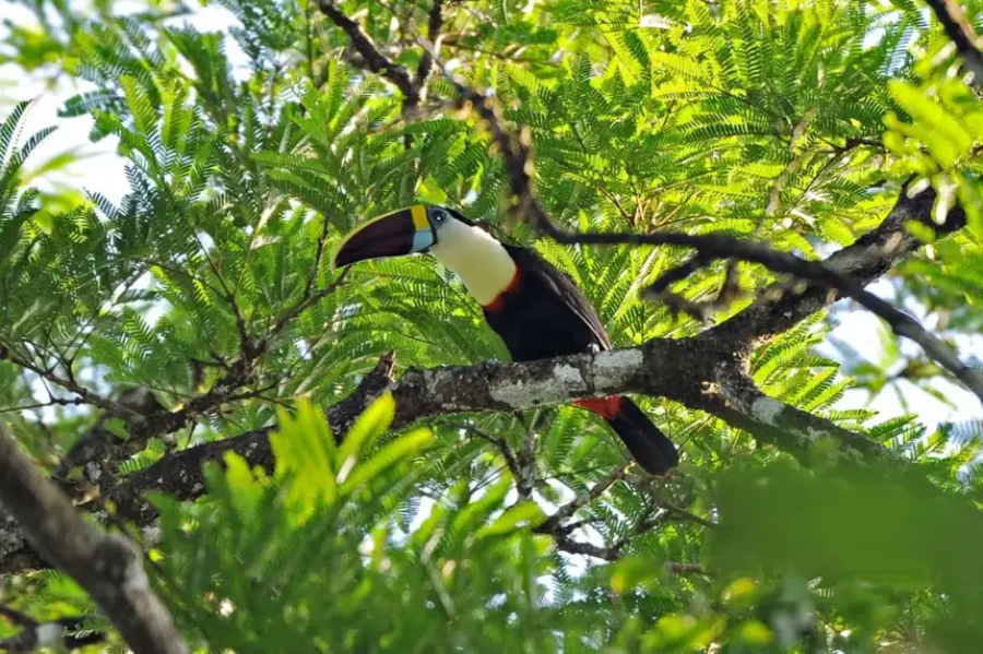 Governo do Amapá lança campanha ‘Junho Verde 2026’ com ampla programação, 1ª Corrida do Meio Ambiente e Futlama