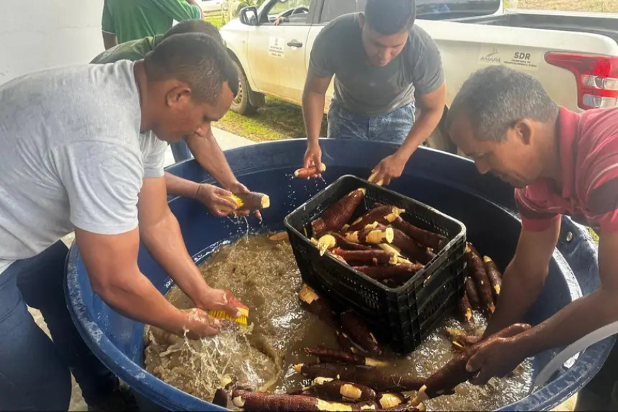 Governo do Amapá capacita produtores de Itaubal para expandir mercado da farinha