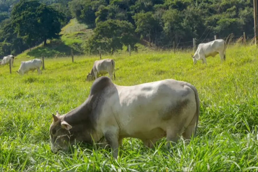 Governo do Amapá abre inscrições para exposição de animais com 600 vagas no Parque da Fazendinha
