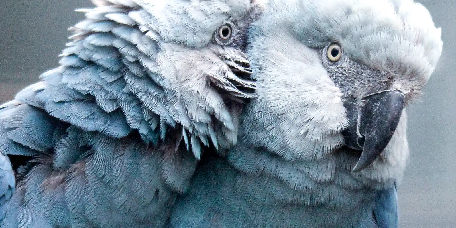 Ararinhas-azuis reintroduzidas na natureza foram mortas por predadores