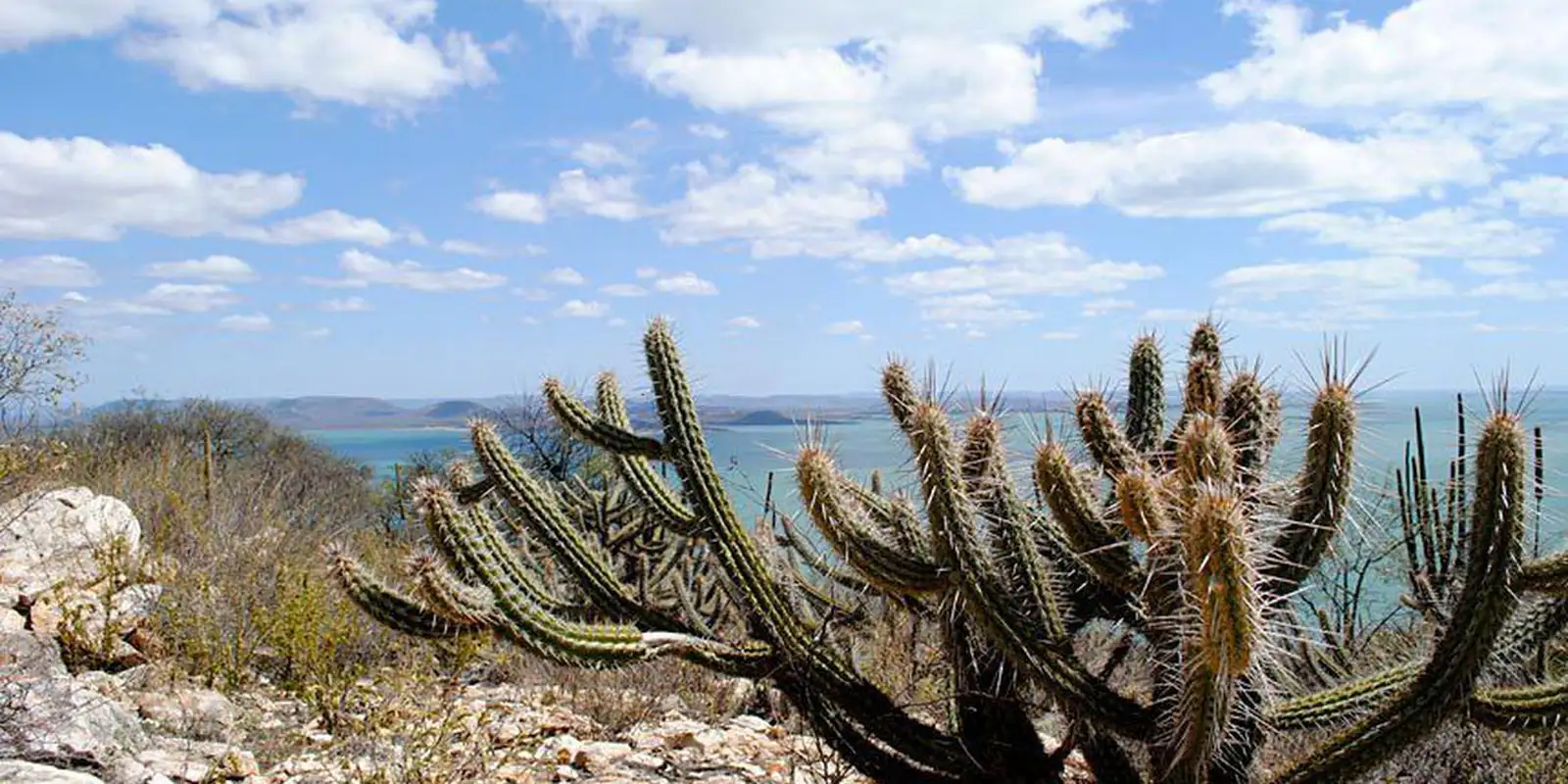 Consórcio Nordeste negocia recursos na COP17 da ONU