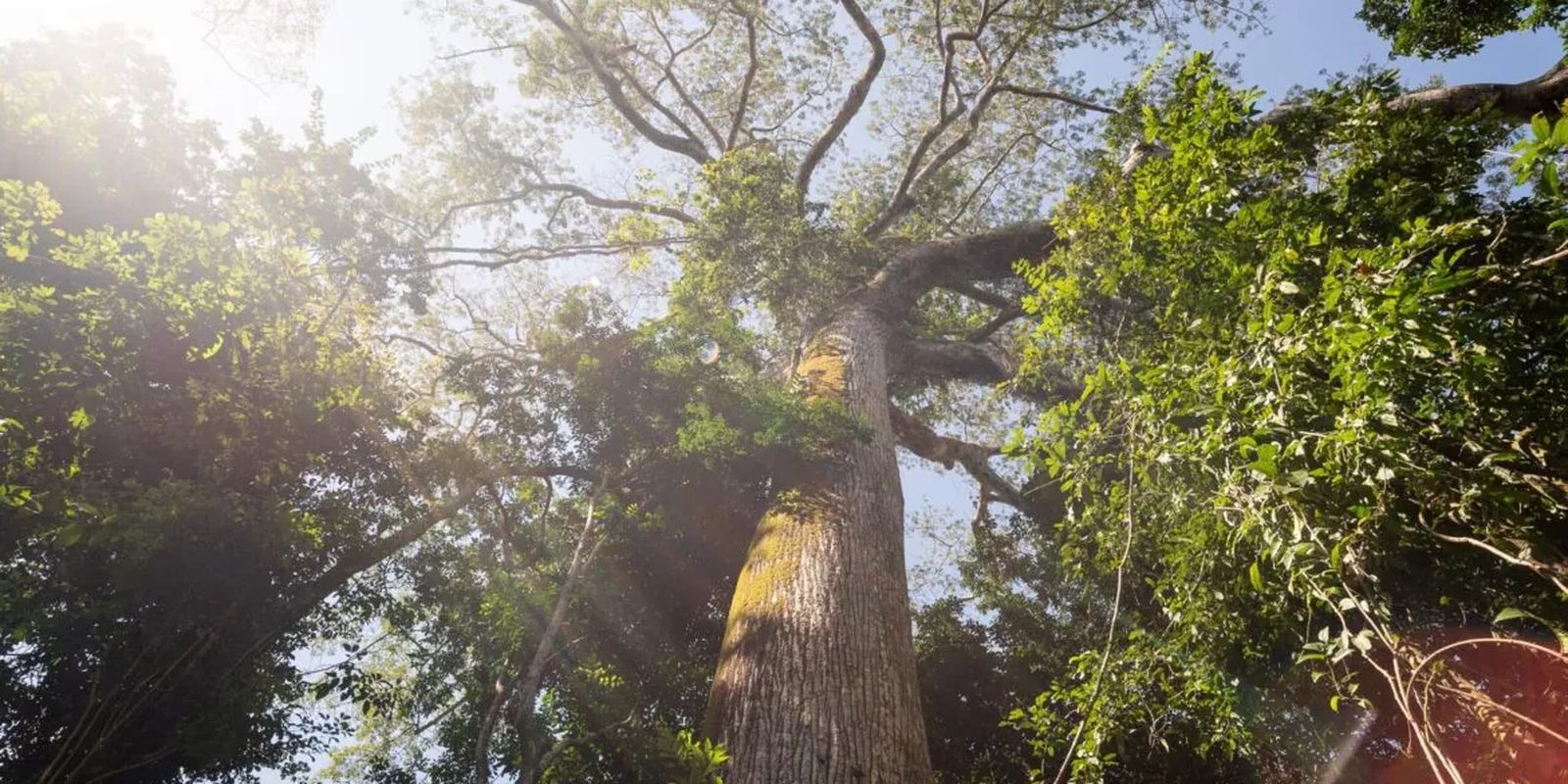 El Niño intensifica calor e reduz chuva em área preservada na Amazônia