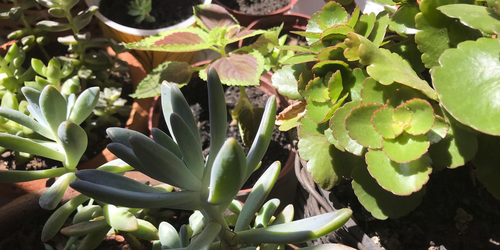 Especialista comenta sobre risco de ter plantas tóxicas em casa