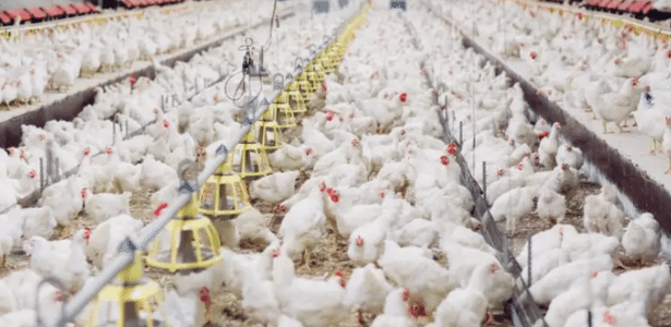 Granja foco da gripe aviária tinha 17 mil aves; maioria morreu