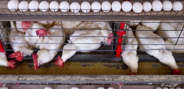 Sete países voltam a comprar frango brasileiro após caso de gripe aviária