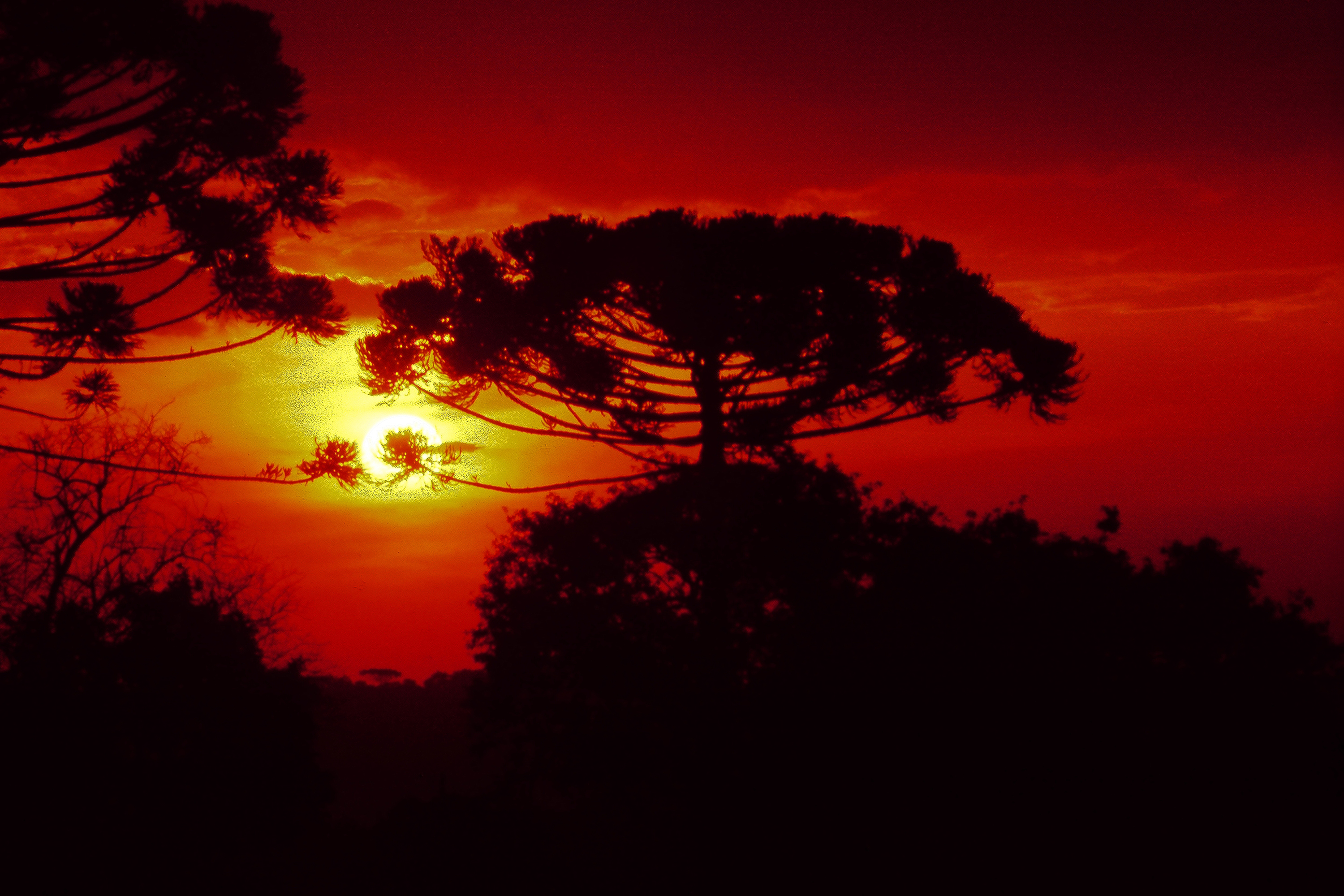 Aquecimento global pode reduzir em até 54% as espécies nativas do PR